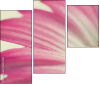 62303581
