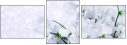 100410214