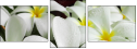 13848417