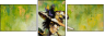 21588085