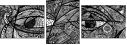 229082617