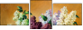 24155695