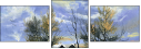 25087536