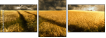 27477176