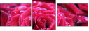 30650072