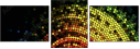 31719145