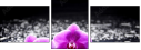32250117