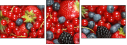 33767405