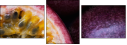 36705995