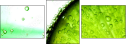 37462259