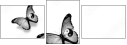42537223