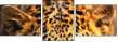 42852431