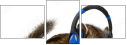 43664136