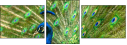 43782837