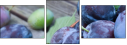 43823181