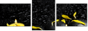43880281