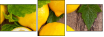 43956293