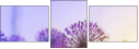 44687067