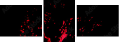 45070058