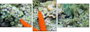 45562555