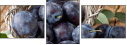 47791254