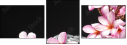 49631888