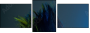 50564432