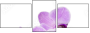 50610337