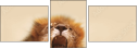 51106719