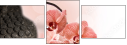 51143808