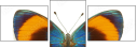 51555620
