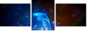 51623095
