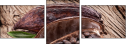 51722126