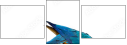 51755267