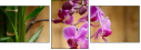 51806398