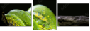 52158652