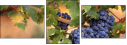52573606