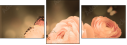 52744741