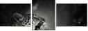 52783556