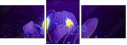 53724504