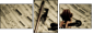 54506799