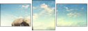 54950559