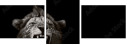 55022954