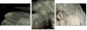 55066305