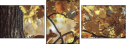 55703900