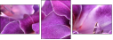 55741072