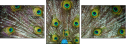 55839349