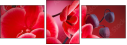 56946263