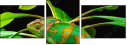 57907029