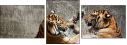58756900